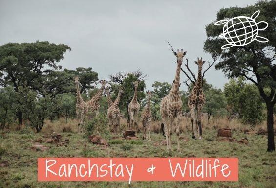 Online-Infoabend: Ranchstays und Wildlife (18+) (Webinar | Online)